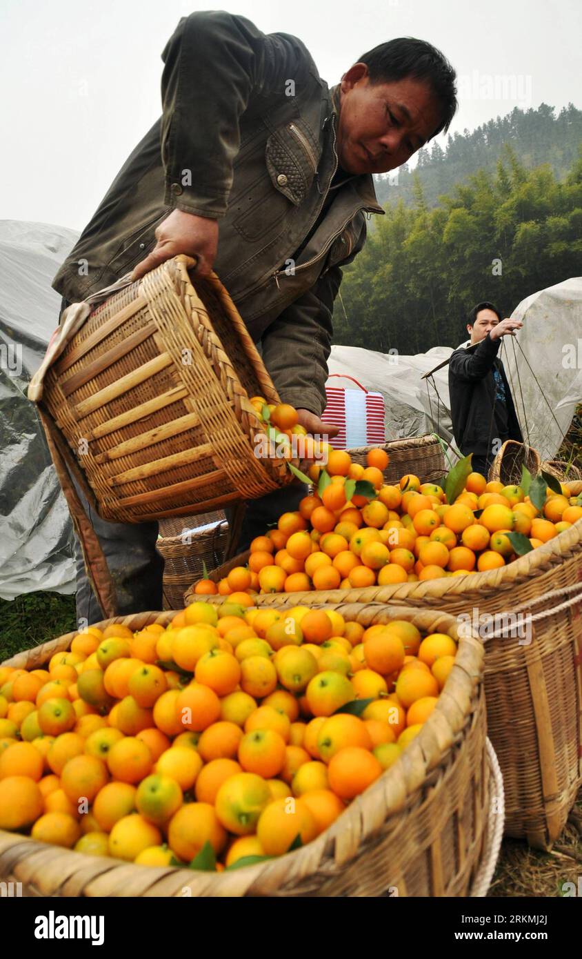 Bildnummer: 56764050 Datum: 20.12.2011 Copyright: imago/Xinhua (111220) -- NANNING, 20 dicembre 2011 (Xinhua) -- gli agricoltori raccolgono kumquat nella contea di Rong An della città di Liuzhou, regione autonoma del Guangxi Zhuang della Cina sud-occidentale, 17 dicembre 2011. Un libro blu sostenuto dal governo svelato lunedì ha detto che i residenti urbani il reddito disponibile pro capite era di 16.301 yuan (2.574 dollari USA) nei primi tre trimestri del 2011, segnando un salto del 7,8% rispetto a quello del 2010. Compilato dalla Chinese Academy of Social Sciences, il libro diceva che il reddito pro capite dei residenti rurali durante il periodo era di 5.878 yuan Foto Stock