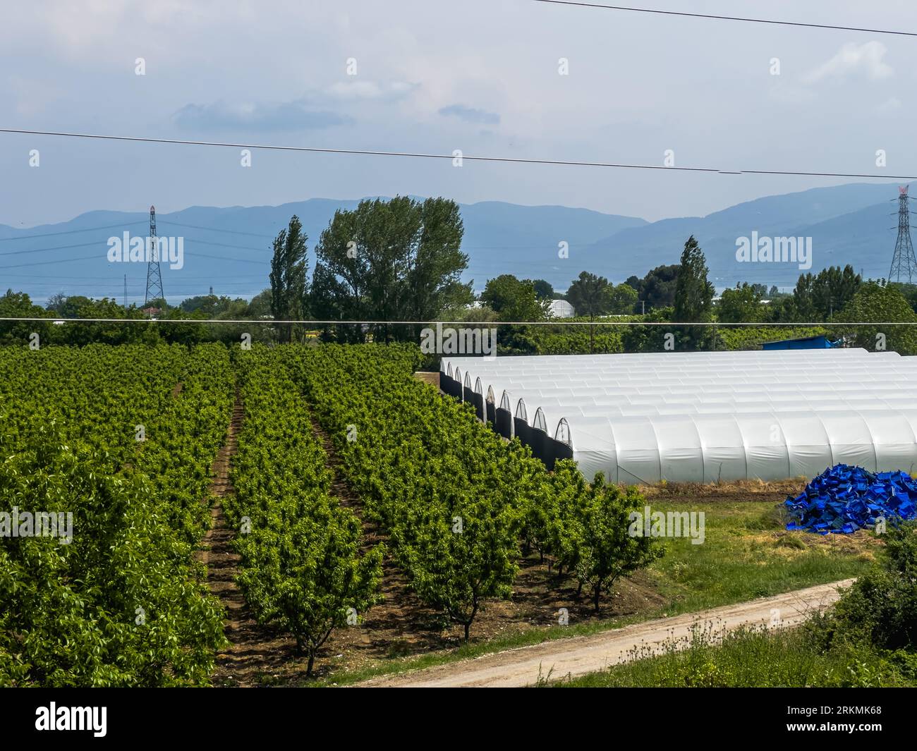 Serra in un'azienda agricola , coltivazione in serra come metodo di coltivazione di frutta e verdura per tutte le stagioni. Foto di alta qualità Foto Stock