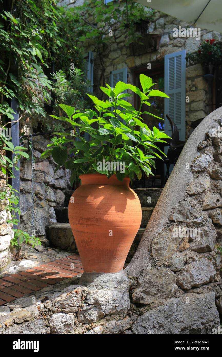 Impianto verde in grande vaso nel centro storico di Eze, in Francia Foto Stock