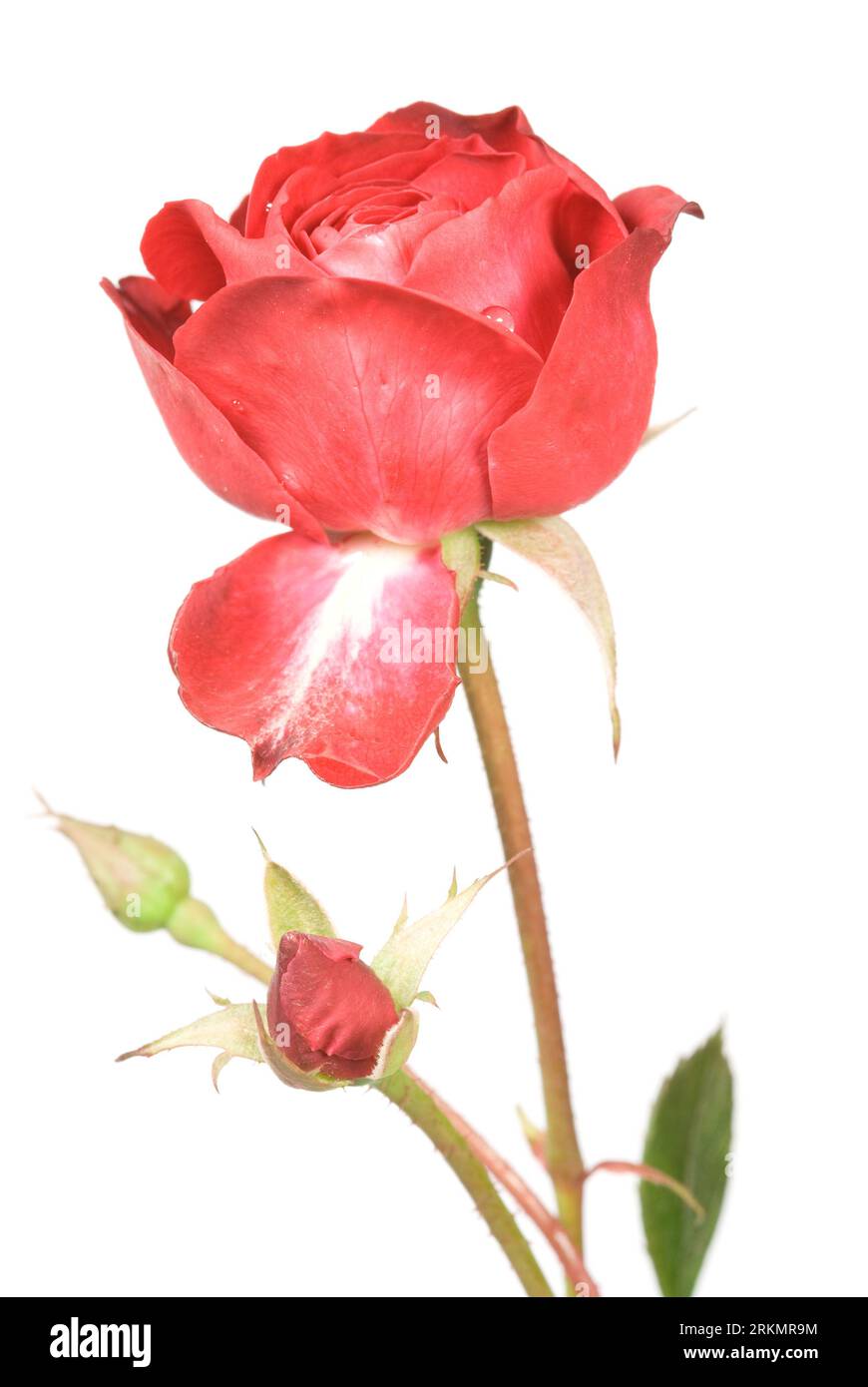 Un bocciolo di rosa su bianco Foto Stock