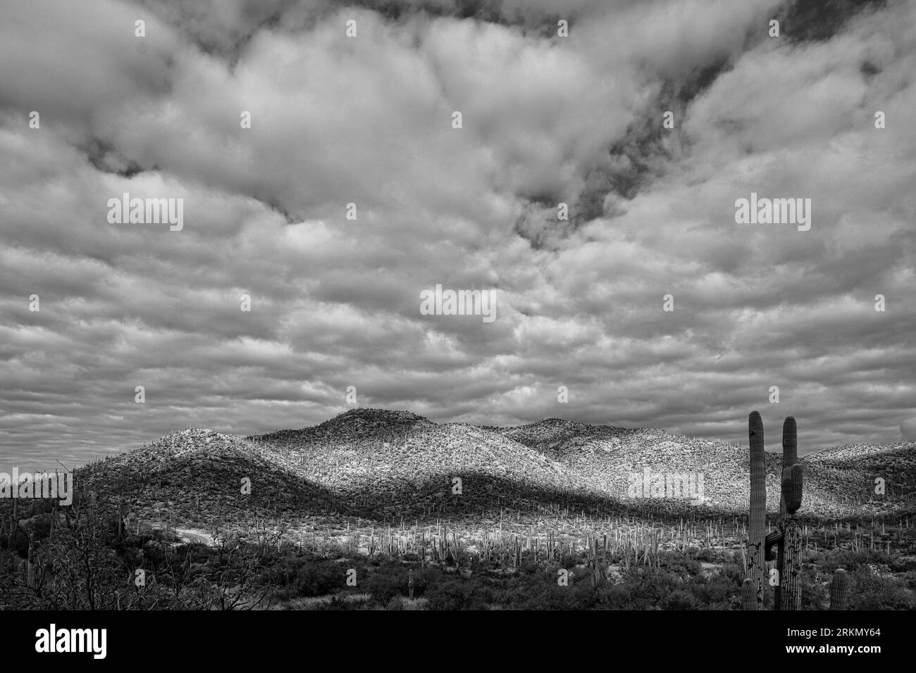 Deserto di Sonora visto da Redington Pass, vicino Tucson, Arizona Foto Stock