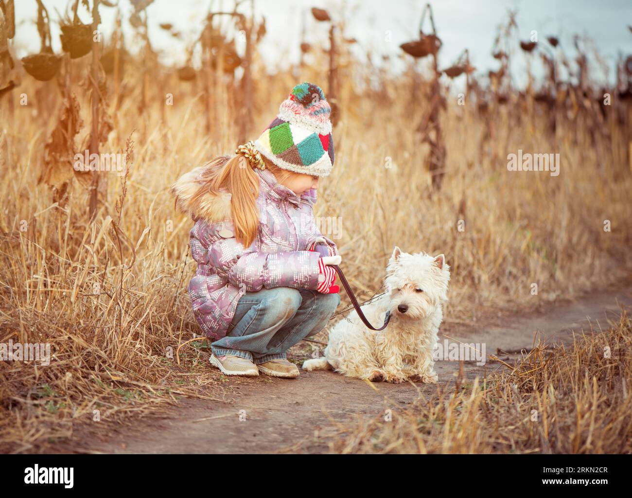 La bambina con il suo cane allevava White Terrier che camminava in un campo in autunno Foto Stock