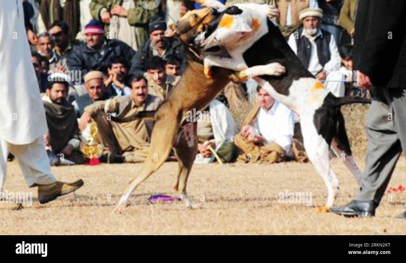 Bildnummer: 56938162 Datum: 21.01.2012 Copyright: imago/Xinhua (120121) -- ISLAMABAD, 21 gennaio 2012 (Xinhua) -- cani da combattimento si lanciano l'uno contro l'altro mentre i gestori e gli spettatori guardano alla periferia di Islamabad, capitale del Pakistan, il 21 gennaio 2012. La lotta contro i cani e altre forme di lotta contro gli animali sono comuni nelle aree rurali del Pakistan, dove risiede circa il 70% dei 167 milioni di abitanti. (Xinhua/Ahmad Kamal) PAKISTAN-ISLAMABAD-DOG FIGHTING PUBLICATIONxNOTxINxCHN Gesellschaft Hund Tiere Kampfhund Hundekampf xjh x0x 2012 quer 56938162 Data 21 01 2012 Copyright Imago XINHUA Islamabad Jan Foto Stock