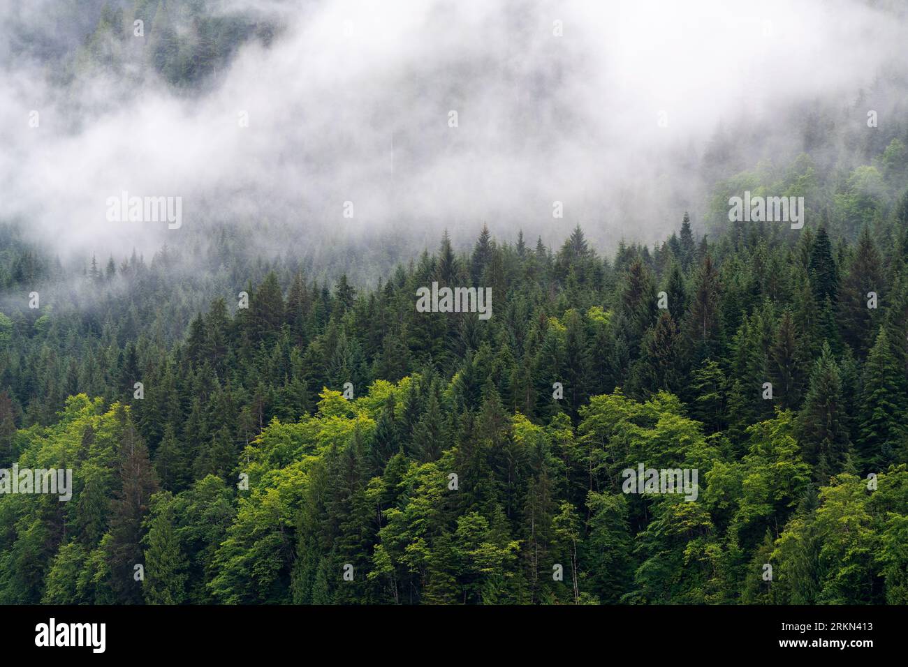 Alberi di pino nel paesaggio nebbioso lungo la crociera Inside Passage, Vancouver Island, British Columbia, Canada. Foto Stock