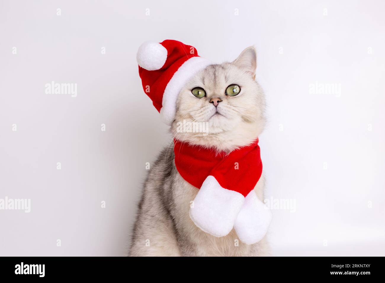 Tabby Cat in Cappello Della Bandiera Americana Immagine Stock