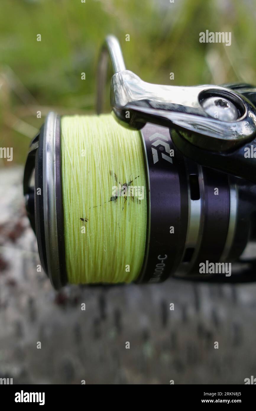 Kiruna, Svezia - 5 agosto 2021: Zanzara intrappolata sotto una lenza da pesca su un mulino da pesca nella Lapponia svedese durante la presenza massiccia di inse succhianti di sangue Foto Stock