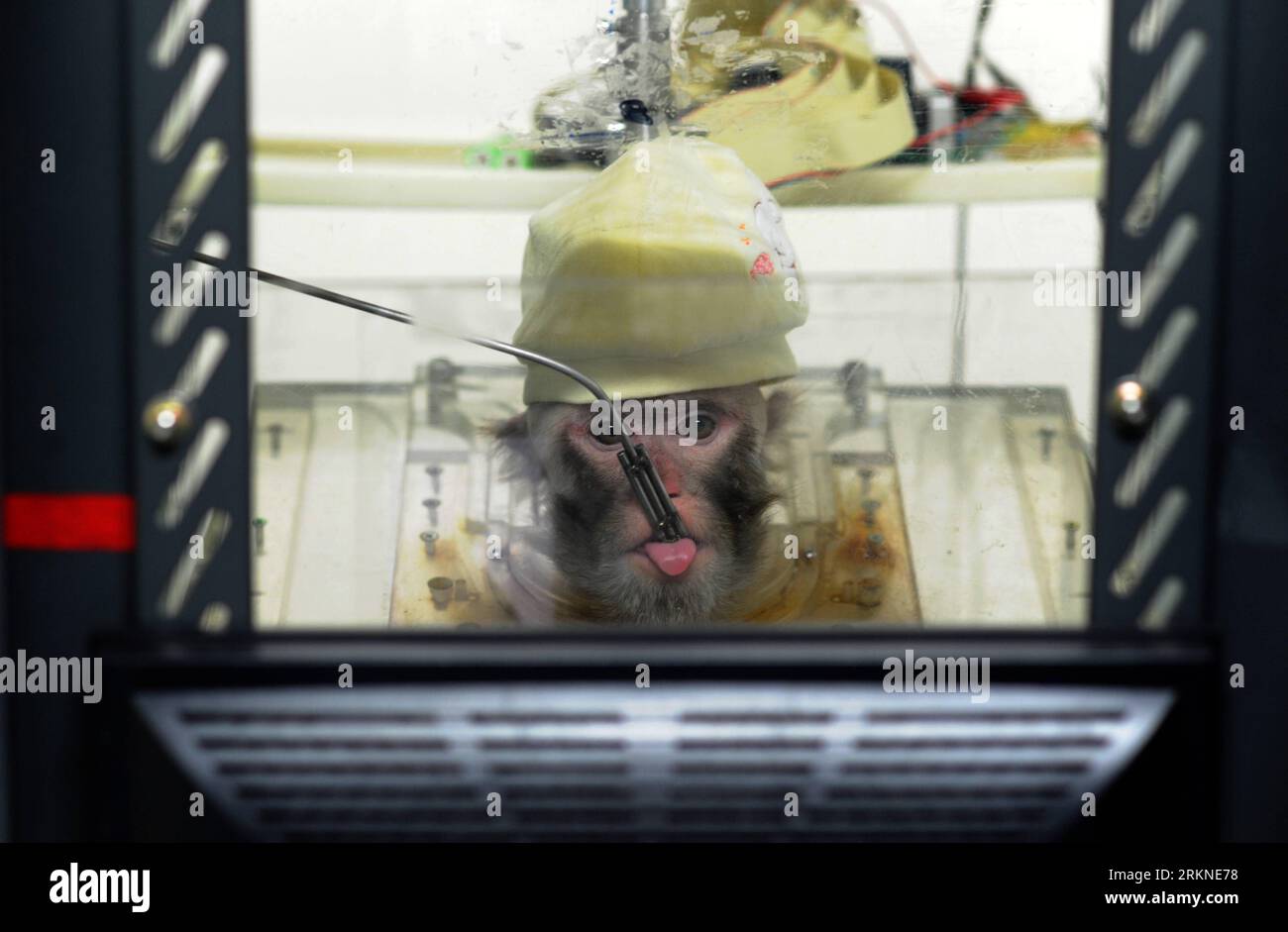 120223 -- HANGZHOU, 23 febbraio 2012 Xinhua -- Una scimmia di nome Jianhui spinge un braccio meccanico tramite segnali cerebrali in modo da ottenere bevande in un laboratorio a Hangzhou, capitale della provincia dello Zhejiang della Cina orientale, 23 febbraio 2012. Un piccolo sensore impiantato nel cervello di Jianhui consente all'animale di usare la sua mente per sollecitare un braccio meccanico a raggiungere e prendere cibo e bevande, gli scienziati dell'Università Zhejiang della Cina orientale hanno annunciato lunedì pomeriggio. La tecnologia, Brain-Machine Interface BMI, è una vera benedizione per le persone con condizioni paralizzanti, secondo Zheng Xiaoxiang, il professore a capo della ricerca Foto Stock
