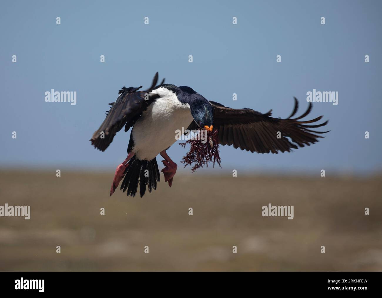Un re Cormorano, Leucocarbo (atriceps) albiventer, che scende a terra, trasportando alghe nel suo becco. Pebble Island, Isole Falkland. Foto Stock