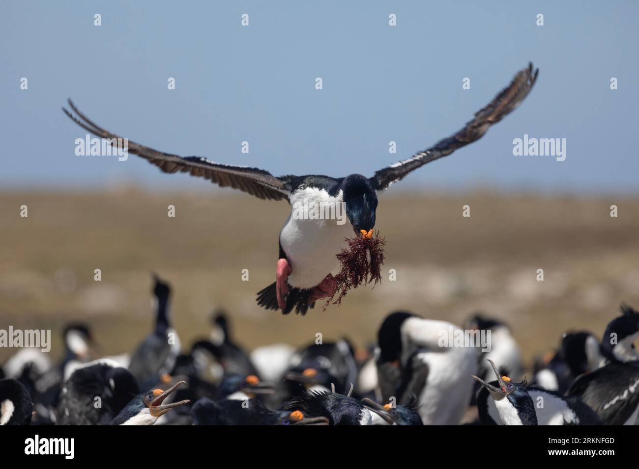 A King Cormorant, Leucocarbo (atriceps) albiventer, alias White-Bellied Shag, Imperial Shag, Imperial Cormorant, volare nella sua colonia trasportando alghe Foto Stock