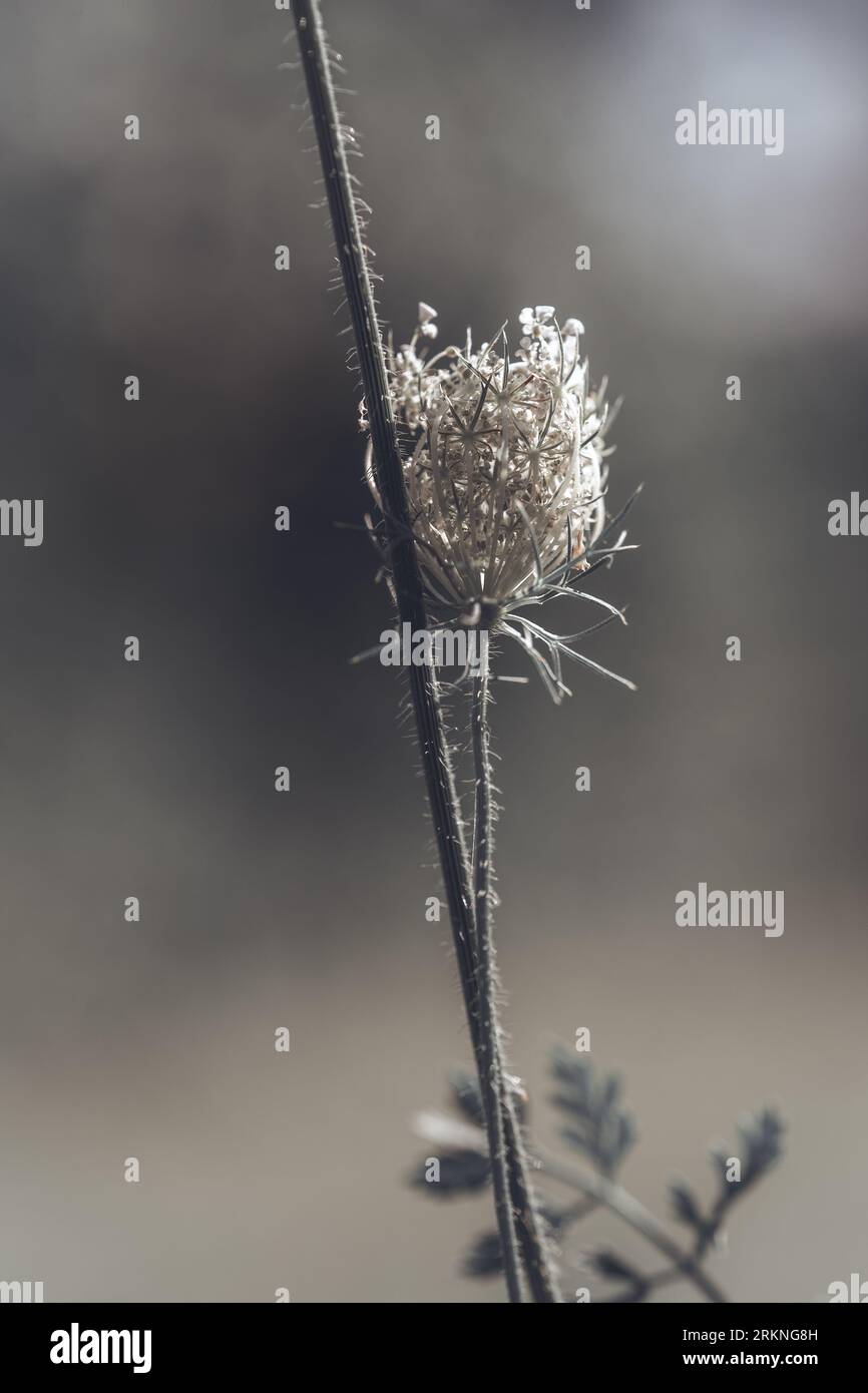 Daucus carota, carota selvatica europea, nido d'uccello, pizzo del vescovo e pizzo della regina Anna (Nord America), è una pianta in fiore della famiglia Apiaceae. Foto Stock