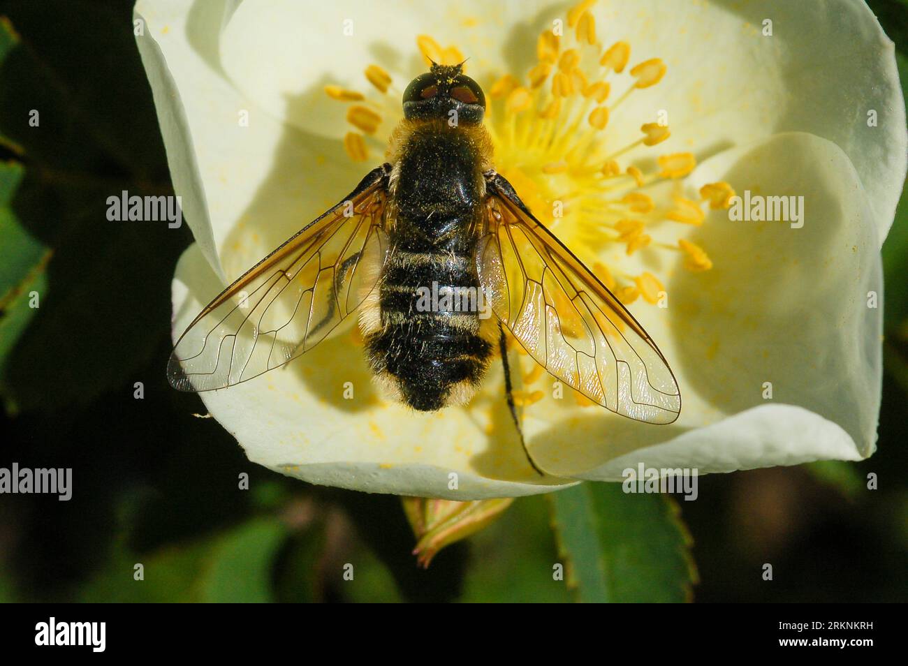 Bee Fly (Villa modesta), seduto su un fiore di rosa, Paesi Bassi, Olanda meridionale Foto Stock