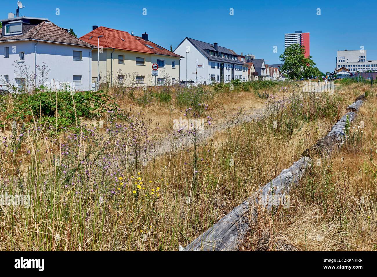 Territorio urbano desolato, ex linea ferroviaria come biotopo di insetti, Germania, Assia, Neu-Isenburg Foto Stock