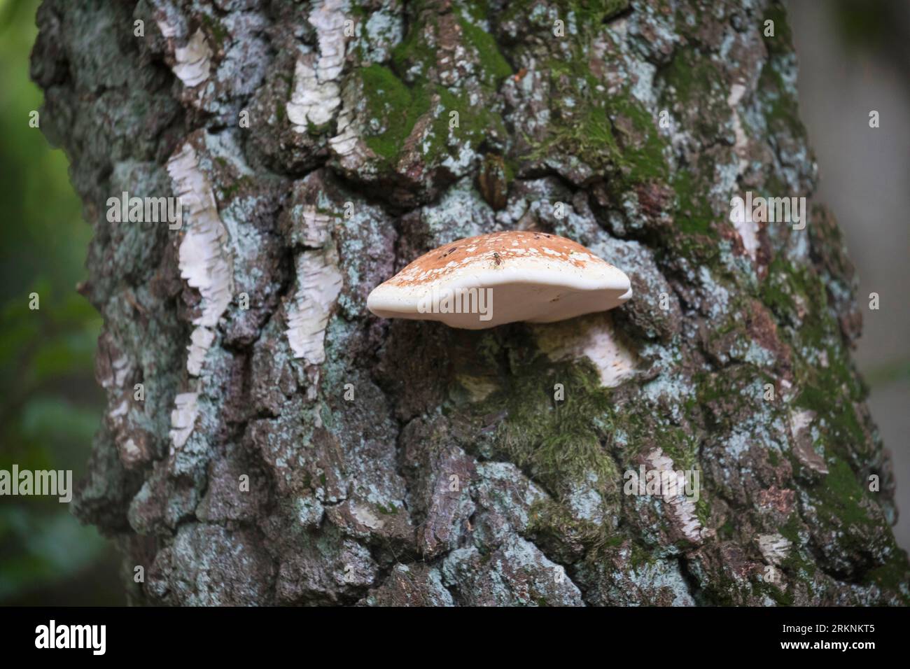 Poliporo di betulla, staffa di betulla, stropo di rasoio (Fomitopsis betulina, Piptoporus betulinus), in un tronco di betulla, Germania Foto Stock