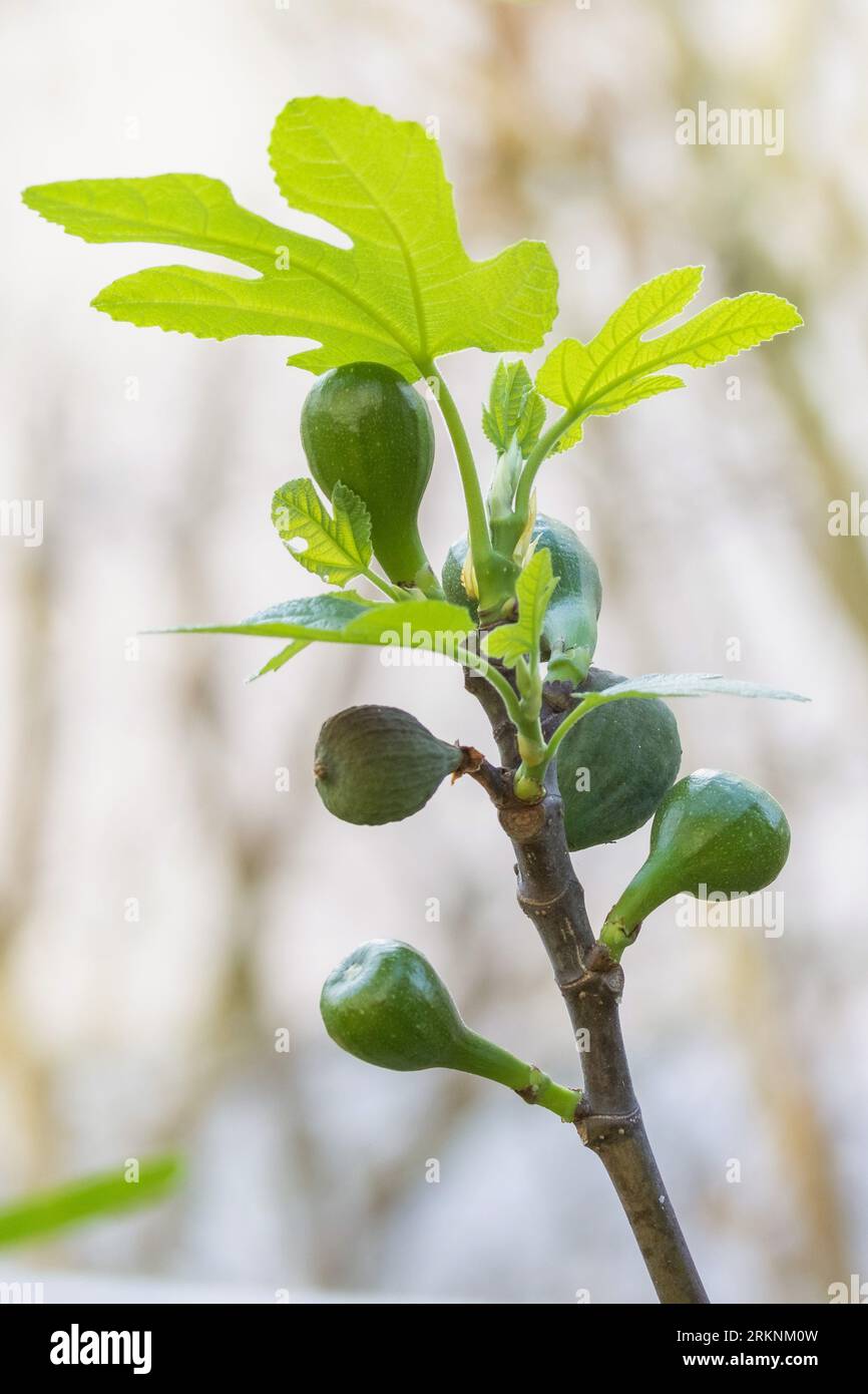 fig (Ficus carica), fichi in un albero Foto Stock