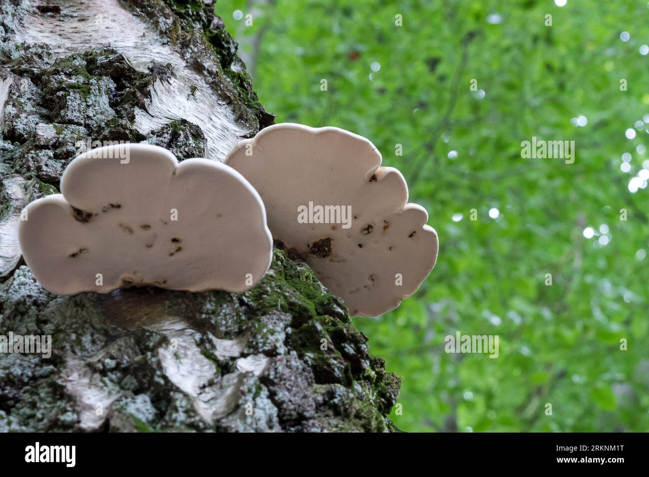 Poliporo di betulla, staffa di betulla, stropo di rasoio (Fomitopsis betulina, Piptoporus betulinus), in un tronco di betulla, Germania Foto Stock