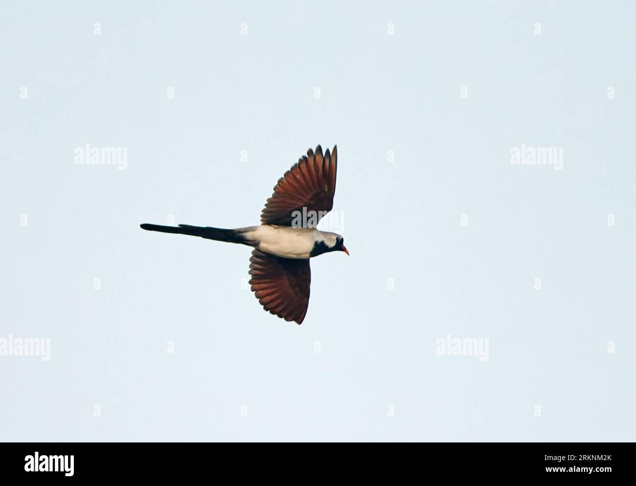 Namaqua dove (Oena capensis), maschio in volo, Oman Foto Stock