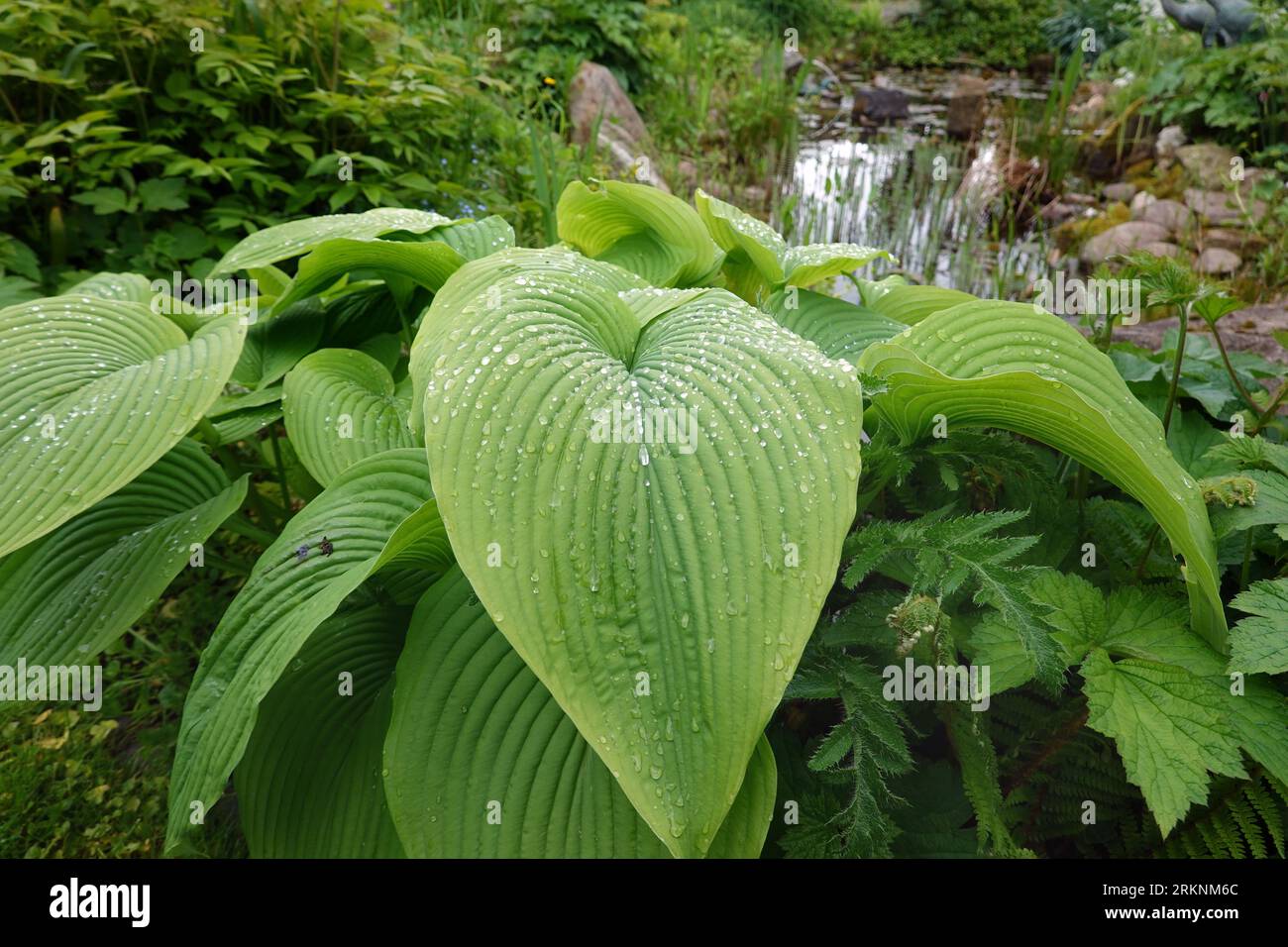 Giglio (spec. Hosta), gocce di pioggia di foglie Foto Stock