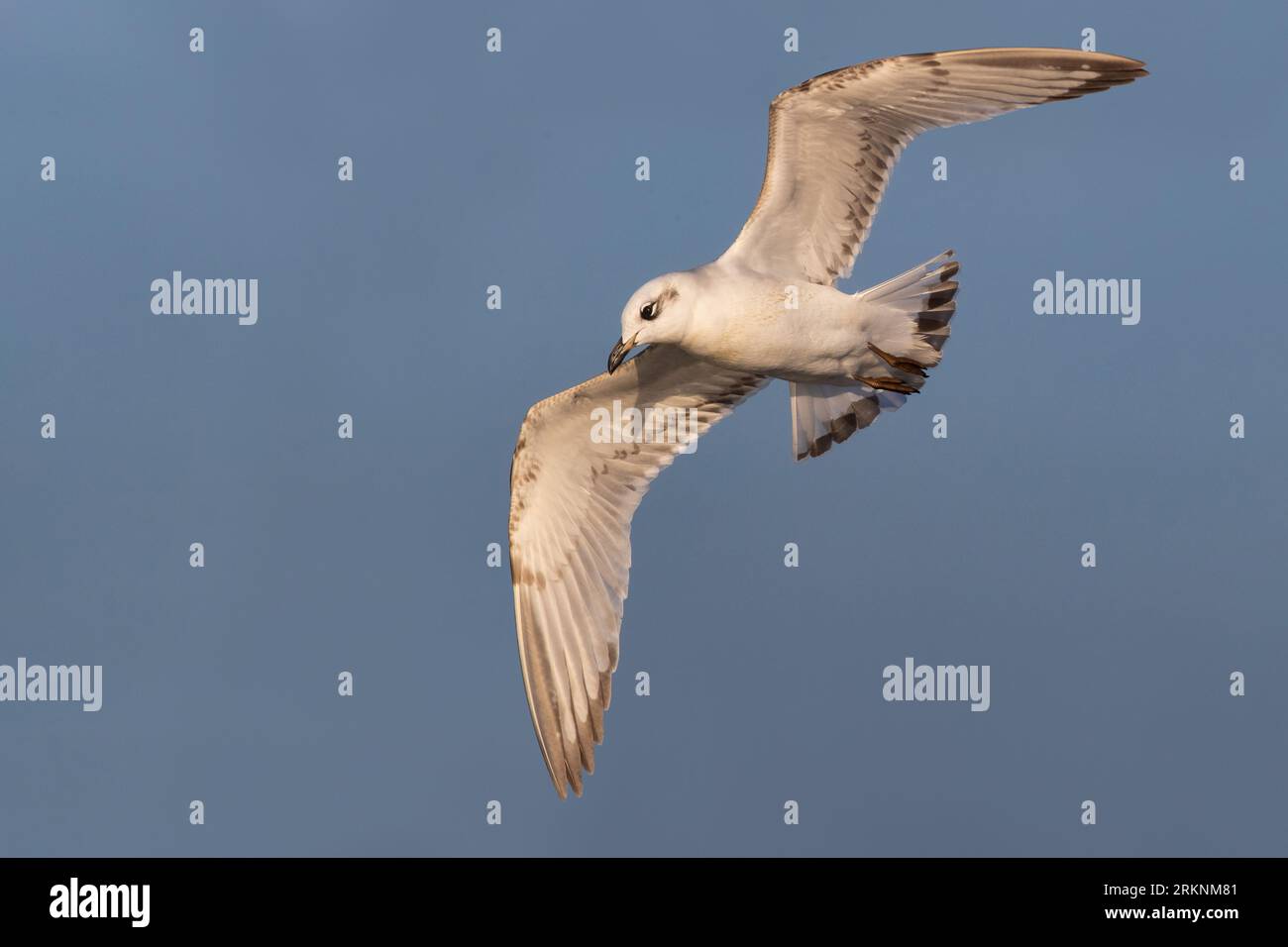 Gabbiano mediterraneo (Ichthyaetus melanocephalus, Larus melanocephalus), immaturo in volo, Italia, Lucca Foto Stock