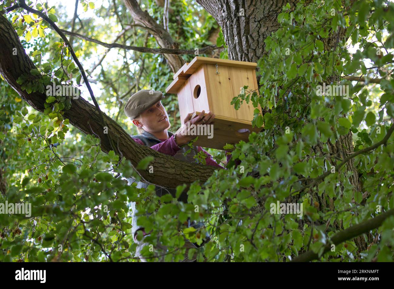 Scoiattolo rosso europeo, scoiattolo rosso eurasiatico (Sciurus vulgaris), costruisci la tua scatola per la nidificazione degli scoiattoli. Fase 14: Viene posizionato il roditore in legno finito Foto Stock