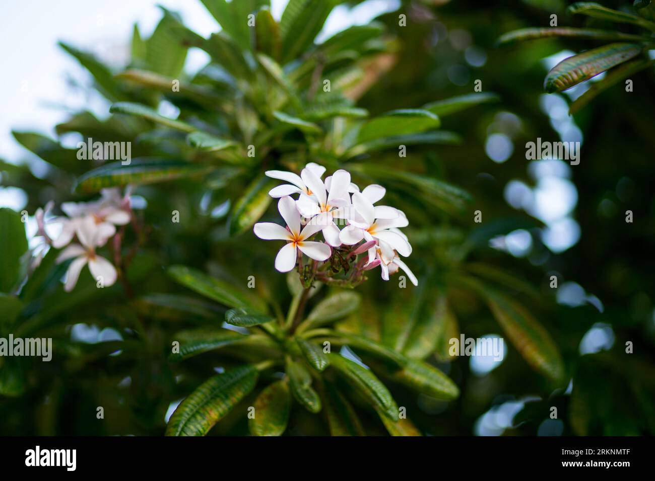 Fiori di Plumeria rosa che fioriscono in un albero a Kaanapali, Maui, Hawaii Foto Stock