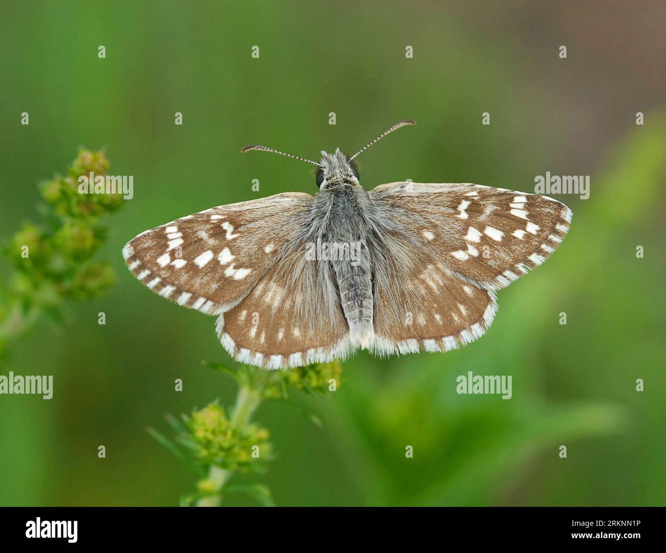 Skipper di cartagine (Pyrgus carthami, Pyrgus frittilarius), seduto su una pianta, Germania Foto Stock