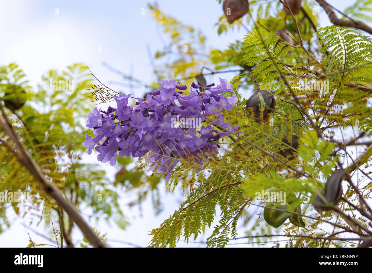 jacaranda (Jacaranda mimosifolia), con fiori e capsule, USA, Hawaii, Maui, Kihei Foto Stock