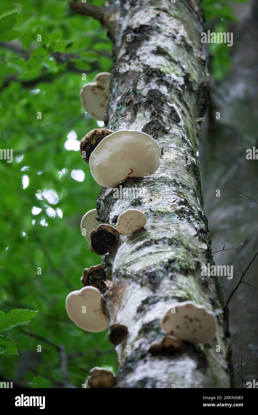 Poliporo di betulla, staffa di betulla, stropo di rasoio (Fomitopsis betulina, Piptoporus betulinus), in un tronco di betulla, Germania Foto Stock