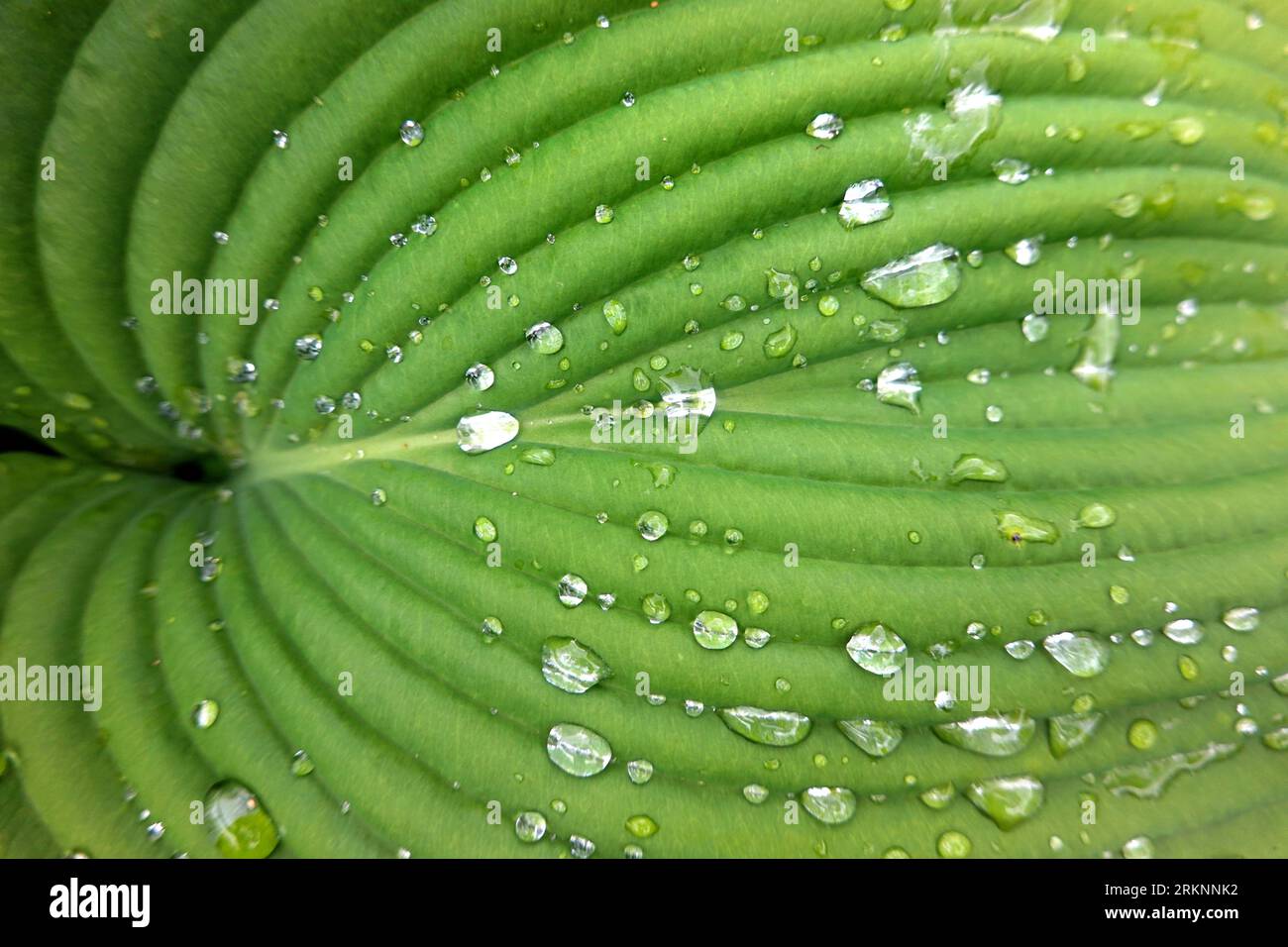 Giglio (spec. Hosta), gocce di pioggia di foglie Foto Stock