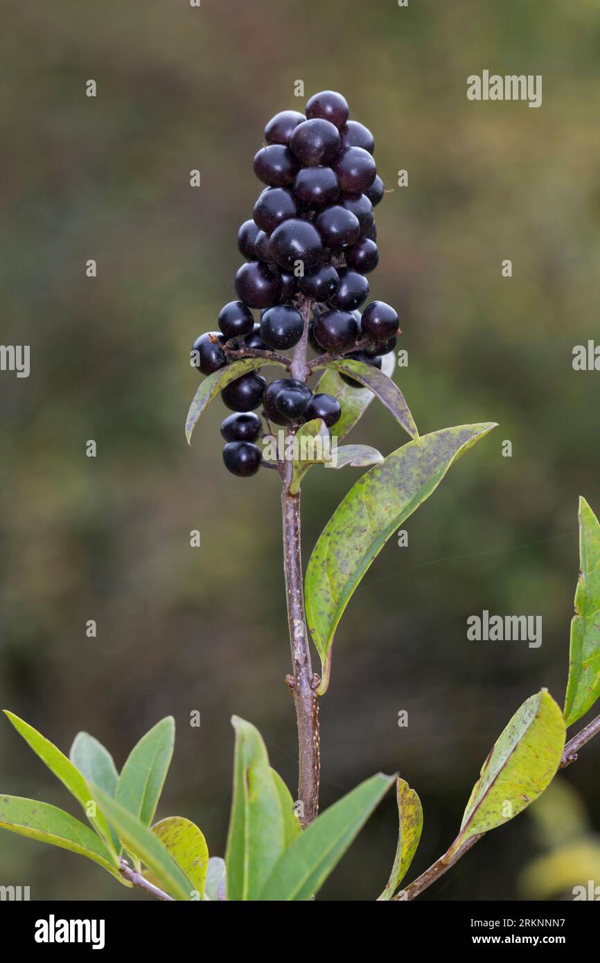 Comune di ligustro, golden ligustro, ligustro selvatico, prim, Europeo ligustro (Ligustrum vulgare), la fruttificazione, Germania Foto Stock