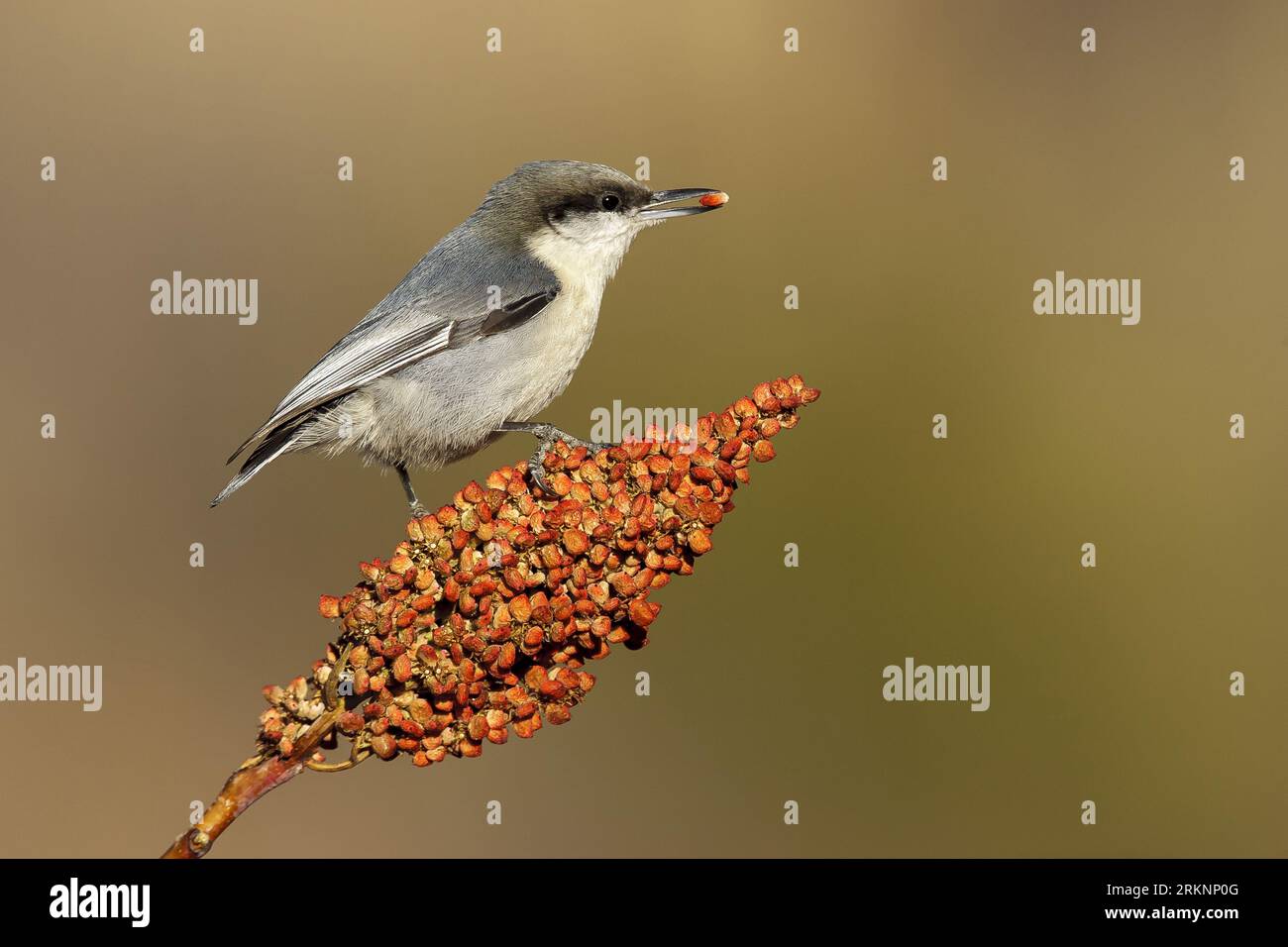Nuthatch pigmeo (Sitta pygmaea), mangia kernel, USA Foto Stock