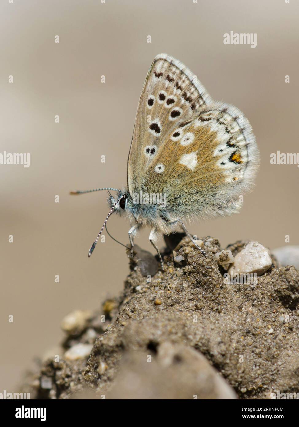 Blu artico, blu di Glandon (Agriades glandon, Plebeius glandon), posto a terra, Francia, Parco Nazionale del Mercantour Foto Stock