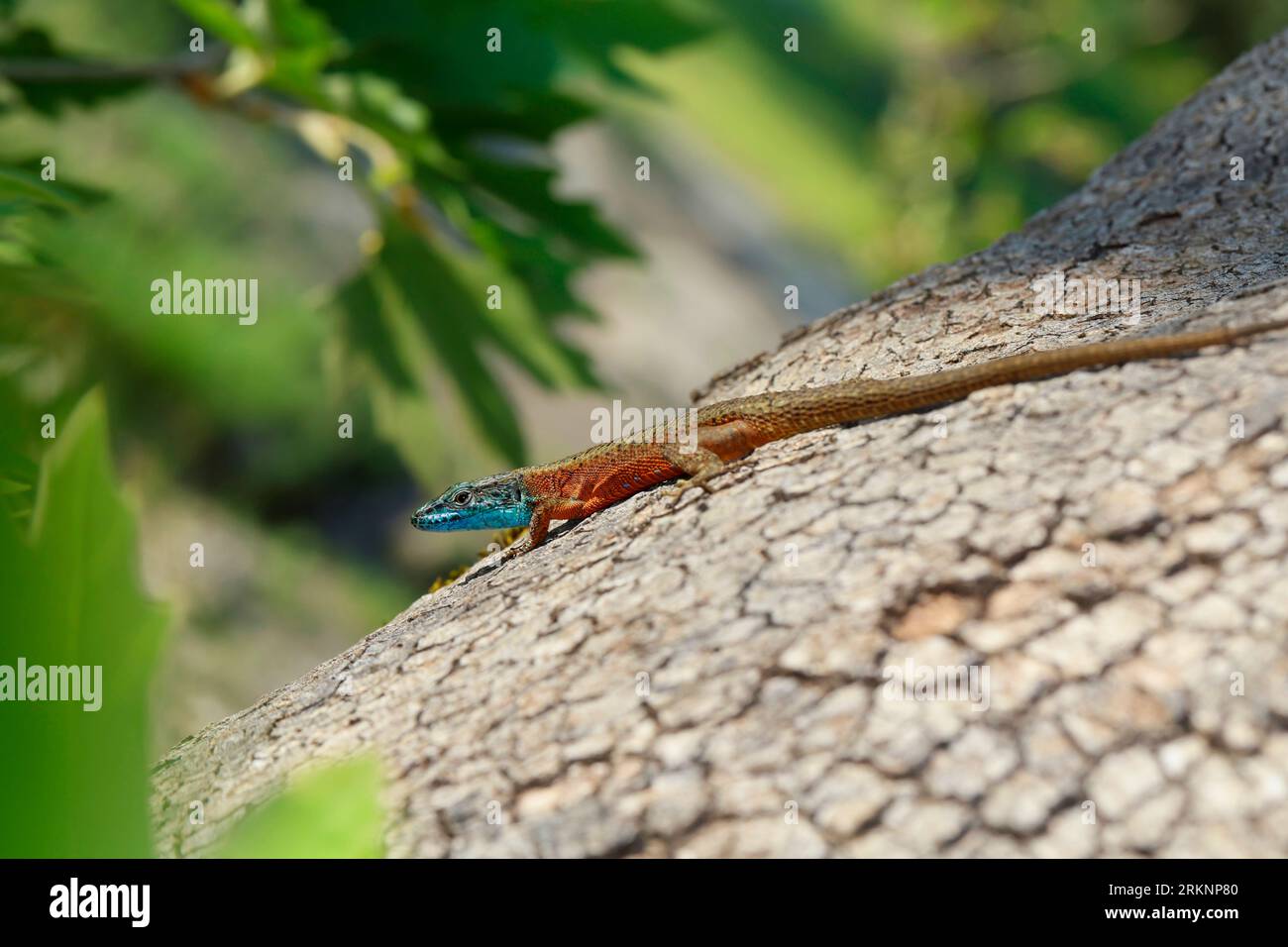 Lucertola dalla gola blu, algyroides dalmata (Algyroides nigropunctatus, Algiroides nigropunctatus), maschio in riproduzione colorazione su un albero Foto Stock