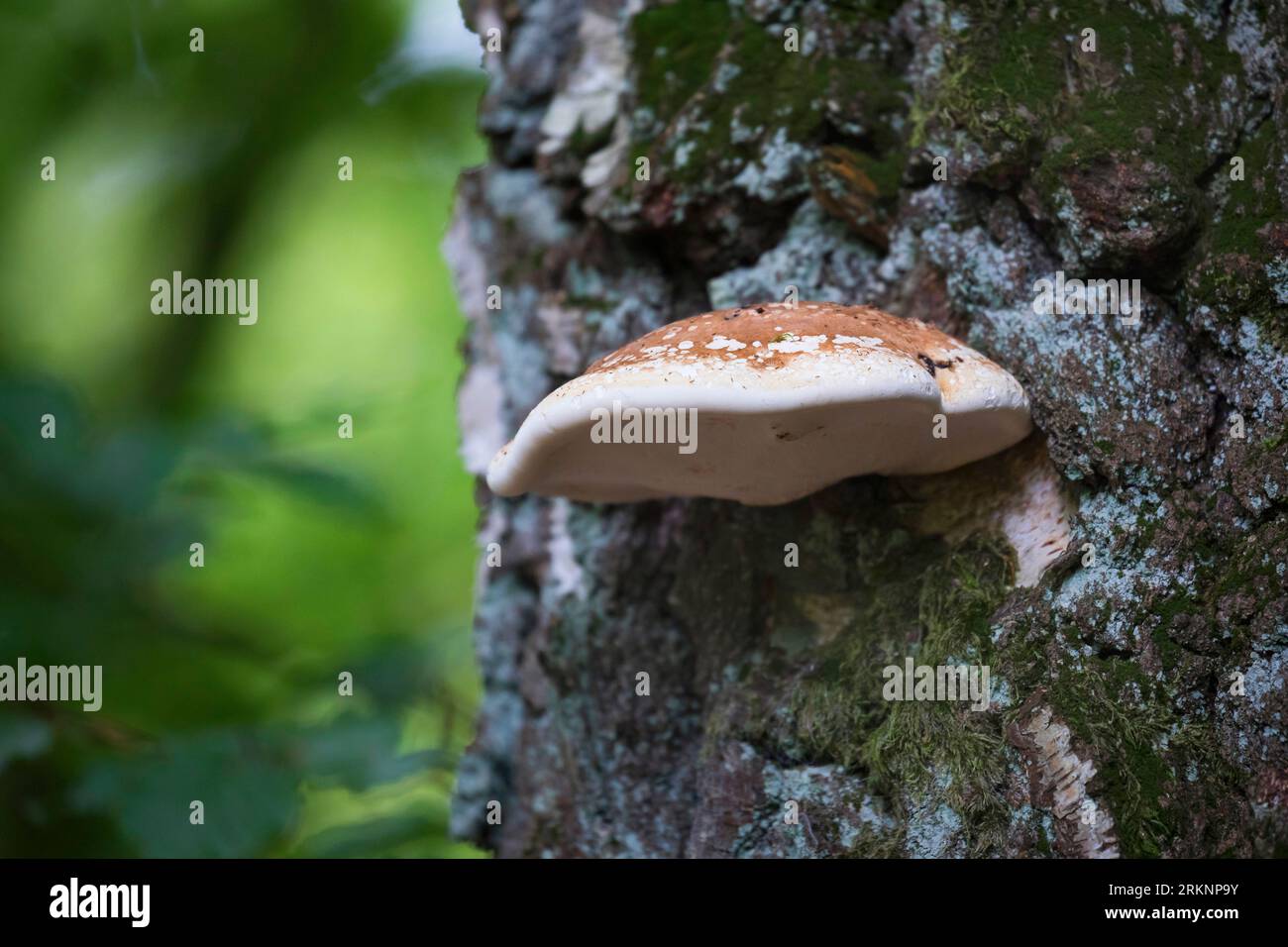 Poliporo di betulla, staffa di betulla, stropo di rasoio (Fomitopsis betulina, Piptoporus betulinus), in un tronco di betulla, Germania Foto Stock
