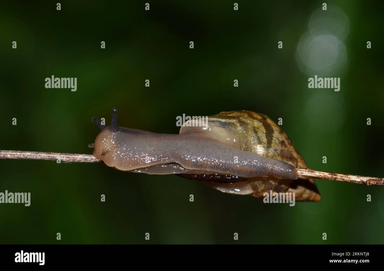 Lumaca di terra Rabdotus (Rabdotus alternatus) a strisce su un fusto vegetale. Queste lumache sono più piccole delle comuni lumache da giardino e hanno conchiglie appuntite. Foto Stock