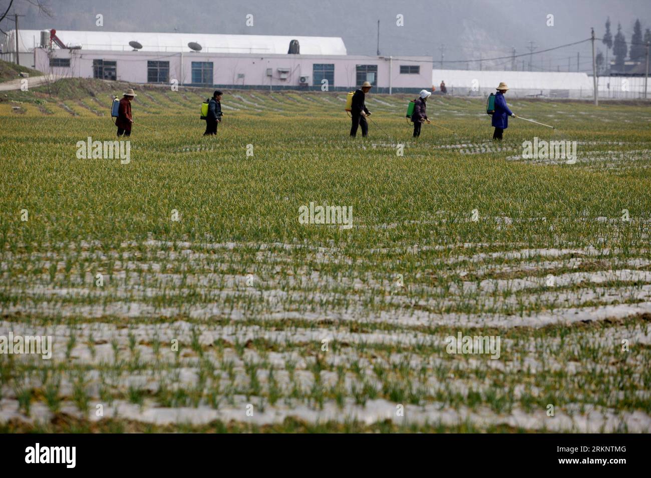 Bildnummer: 57497027 Datum: 17.03.2012 Copyright: imago/Xinhua (120318) -- YICHANG, 18 marzo 2012 (Xinhua) -- gli agricoltori fertilizzano le loro colture nella contea autonoma di Wufeng Tujia, provincia centrale di Hubei della Cina, 17 marzo 2012. Gli agricoltori locali si stanno prendendo il tempo di coltivare terreni con l'arrivo della stagione primaverile delle arature. (Xinhua/Wen Zhenxiao) (ry) CINA-ARATURA STAGIONE-LAVORI AGRICOLI (CN) PUBLICATIONxNOTxINxCHN Wirtschaft Landwirtschaft xda x2x 2012 quer o0 Arbeitswelten Bauer Feld Feldarbeit spritzen Dünger düngen 57497027 Data 17 03 2012 Copyright Imago XINHUA Yichang 18 marzo 2012 XINHUA Farmers f Foto Stock