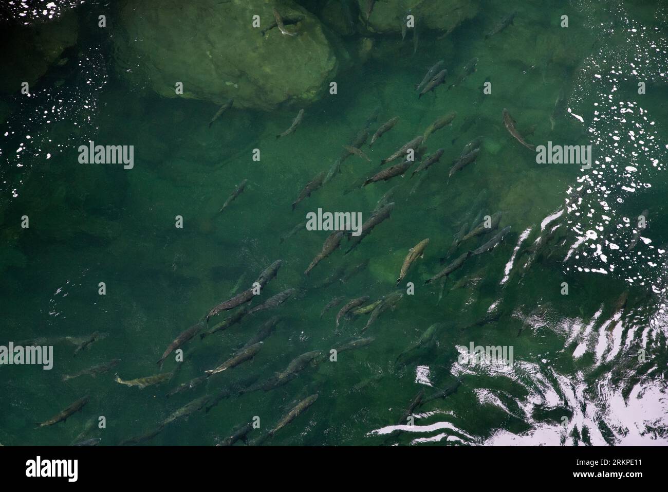 Il salmone Coho riposa nell'acqua ferma del fiume Stamp, che è una delle principali acque salmone dell'isola di Vancouver in Canada. Foto Stock