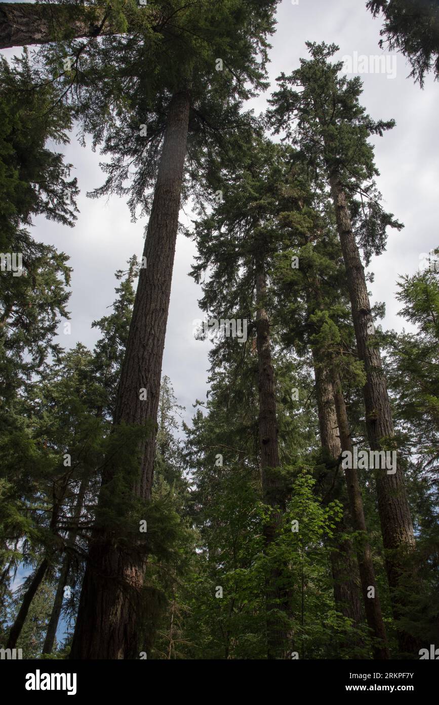 Il Cathedral Grove Provincial Park, nel cuore dell'Isola di Vancouver, è coperto da una lussureggiante foresta pluviale dominata dall'abete Douglas. Foto Stock