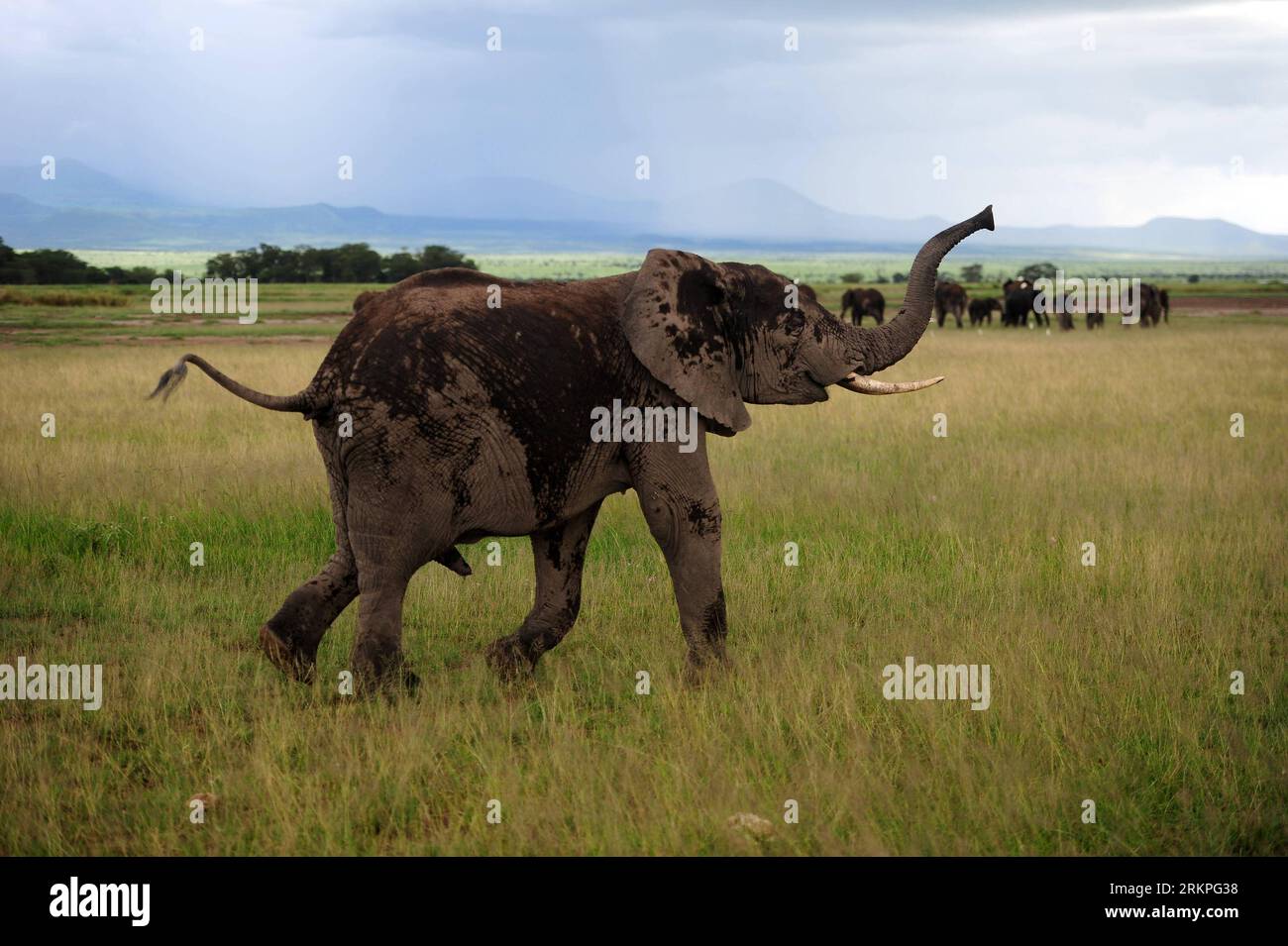 Bildnummer: 57988407 Datum: 13.05.2012 Copyright: imago/Xinhua (120514) -- NAIROBI, 14 maggio 2012 (Xinhua) -- un elefante corre nel Parco Nazionale di Amboseli, Kenya, 13 maggio 2012. Con un'area di 390 chilometri quadrati, il Parco Nazionale di Amboseli è famoso per essere il posto migliore in Africa per avvicinarsi agli elefanti liberi. Il parco offre anche vedute spettacolari del Monte Kilimanjaro. (Xinhua/Ding Haitao) KENYA-NATURA-ELEFANTE PUBLICATIONxNOTxINxCHN Reisen Natur Afrika Tiere Elefant Nationalpark xjh x0x 2012 quer 57988407 Data 13 05 2012 Copyright Imago XINHUA Nairobi 14 maggio 2012 XIN Foto Stock