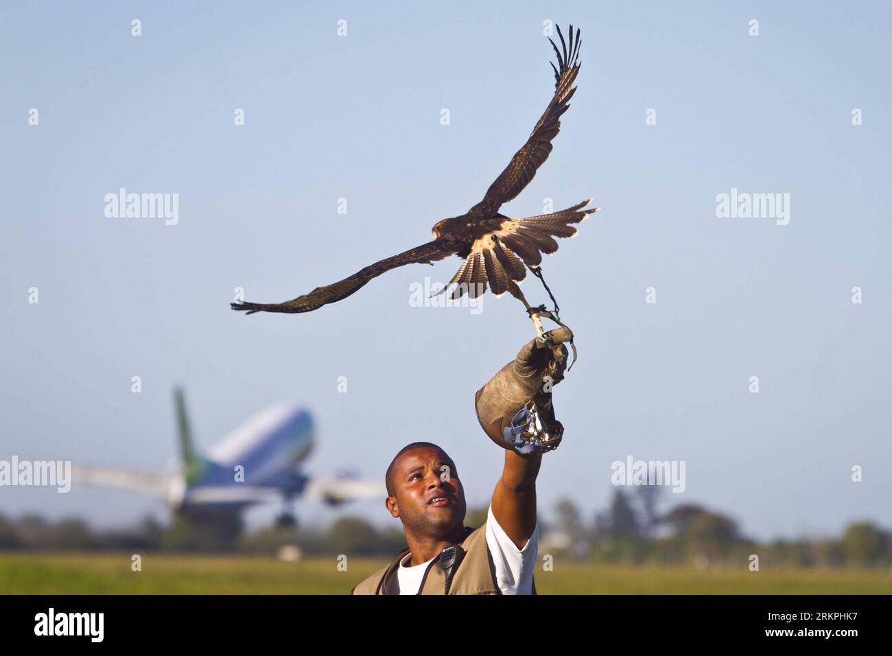 Bildnummer: 58000777 Datum: 17.05.2012 Copyright: imago/Xinhua (120518) -- PORTO ALEGRE, 18 maggio 2012 (Xinhua) -- Un falco è pronto a volare all'aeroporto Salgado Filho di Porto Alegre, Brasile, 17 maggio 2012. I falchi sono usati per tenere gli altri uccelli lontani dai voli all'aeroporto. (Xinhua/Agencia Estado) (Brazil Out) (zw) BRASILE-PORTO ALEGRE-AIRPORT-FALCONS PUBLICATIONxNOTxINxCHN Gesellschaft Verkehr Luftfahrt Flughafen Vogelschlag Arbeitswelten Falkner Falke Tiere Vogel xjh x0x 2012 quer highlight 58000777 Data 17 05 2012 Copyright Imago XINHUA Porto Alegre 18 maggio 2012 XINHUA a Falcon È letto Foto Stock