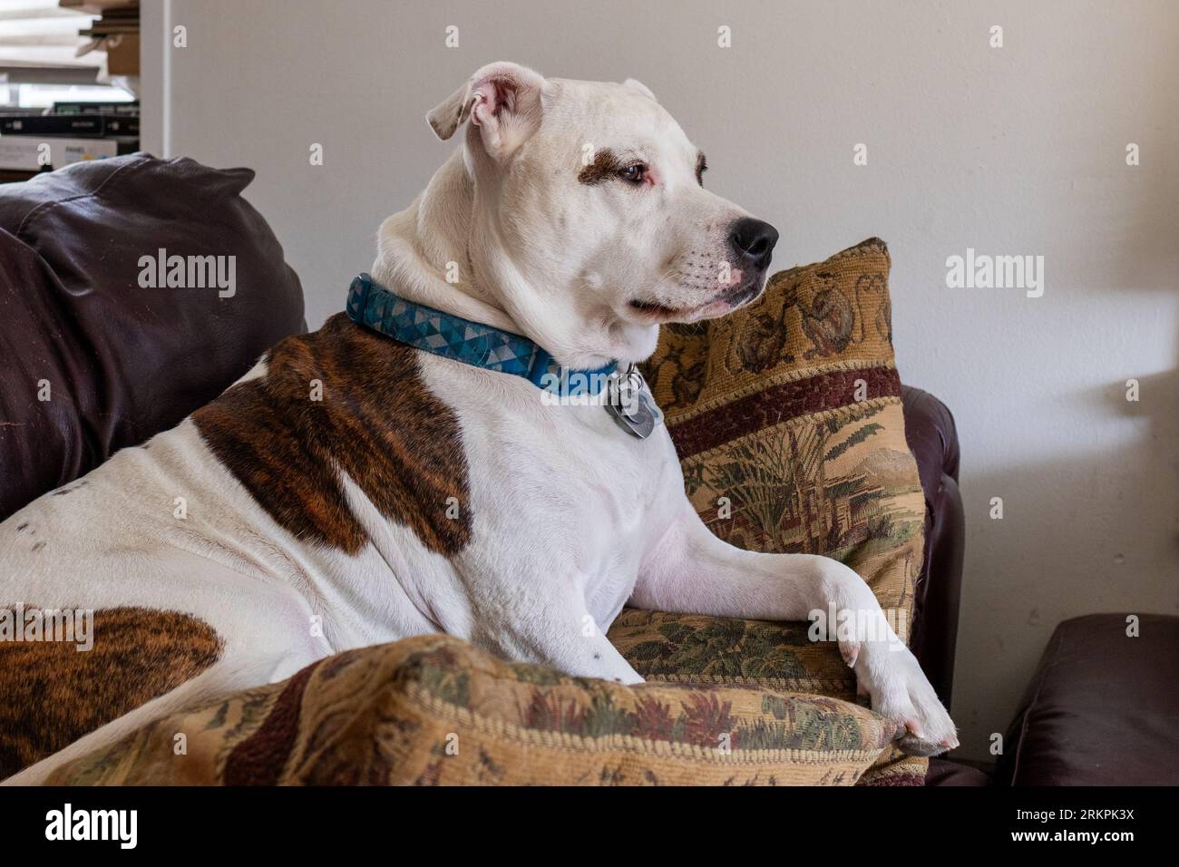 Cane su un divano con molti cuscini Foto Stock