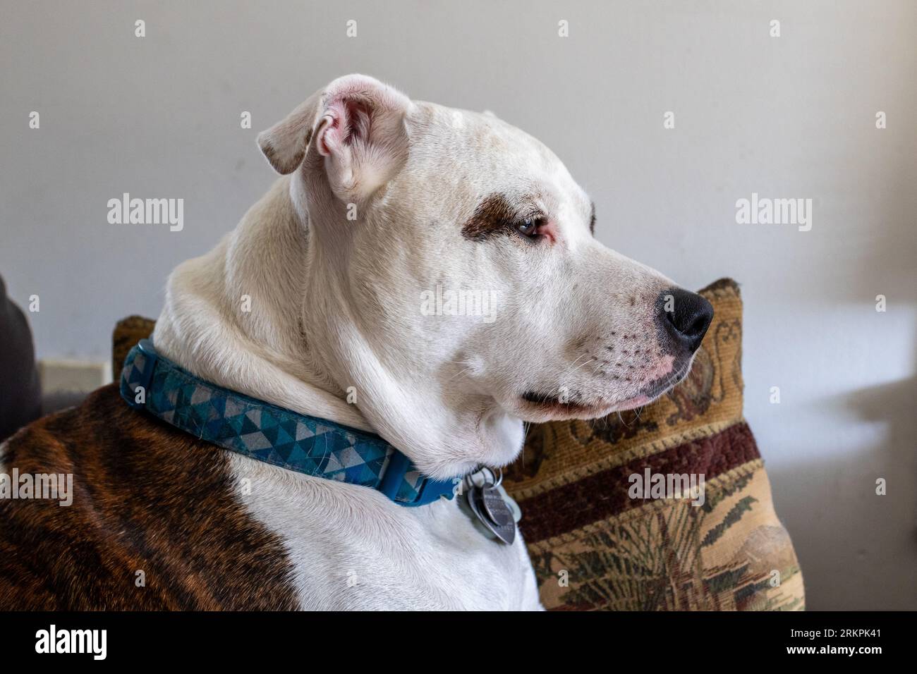 Ritratto ravvicinato di un cane con gli occhi marroni con uno sguardo preoccupato Foto Stock