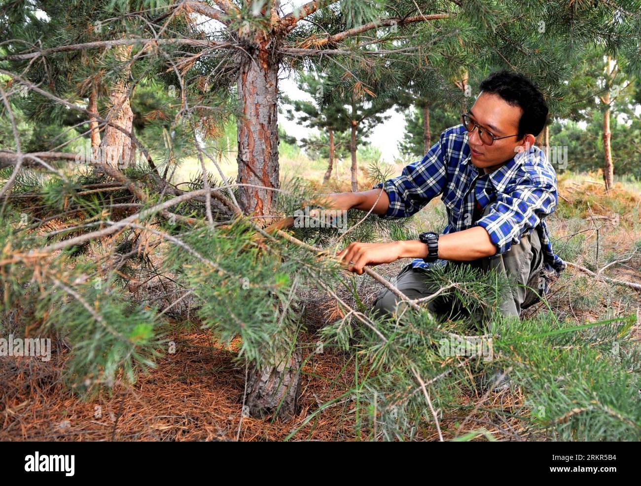 Bildnummer: 58122696 Datum: 20.06.2012 Copyright: imago/Xinhua (120620) -- TONGLIAO, 20 giugno 2012 (Xinhua) -- Otaki Takashi prunes a Tree in Kulun Banner di Tongliao City, regione autonoma della Mongolia interna della Cina settentrionale, 11 giugno 2012. Green Network è una ONG con sede in Giappone dedicata all'imboschimento, che ha avviato il progetto verde a Horqin nel 2000. Otaki Takashi, uno dei fondatori della Green Network, ha fondato la filiale della Green Network a Horqin, ala sinistra, bandiera posteriore della regione autonoma della Mongolia interna della Cina settentrionale 12 anni fa e non se n'è mai andato. Nel 1997, Otaki Takashi come diplomato dal Giappone W. Foto Stock