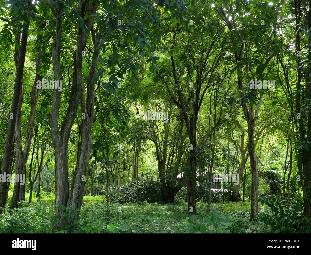 Alberi con levi verdi e casa nella foresta, foresta pluviale piena di vegetazione lussureggiante e alberi, Thailandia Foto Stock
