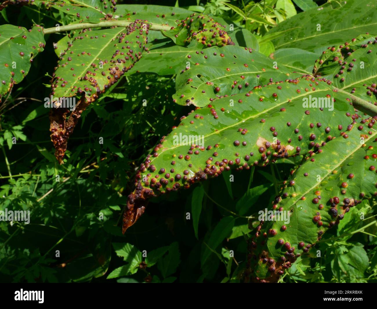 Il bottone tondo marrone che nasconde le larve del calabrone parassita su foglie verdi, foglia infestata dalle uova della vespa eucalipto Foto Stock