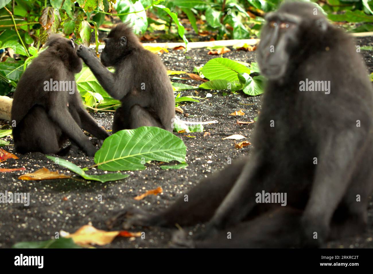 I macachi a cresta nera di Celebes (Macaca nigra) vengono fotografati mentre riposano e svolgono attività sociali su una spiaggia nella foresta di Tangkoko, Sulawesi settentrionale, Indonesia. Il cambiamento climatico e le malattie sono minacce emergenti per i primati, mentre il macaco crestato appartiene al 10% delle specie di primati che sono altamente vulnerabili alla siccità, secondo gli scienziati dei primati. Un recente rapporto ha rivelato che la temperatura sta effettivamente aumentando nella foresta di Tangkoko e che l'abbondanza complessiva di frutta è diminuita. Macaca nigra è considerata una specie chiave nel loro habitat, un'importante "specie ombrello" per la biodiversità Foto Stock