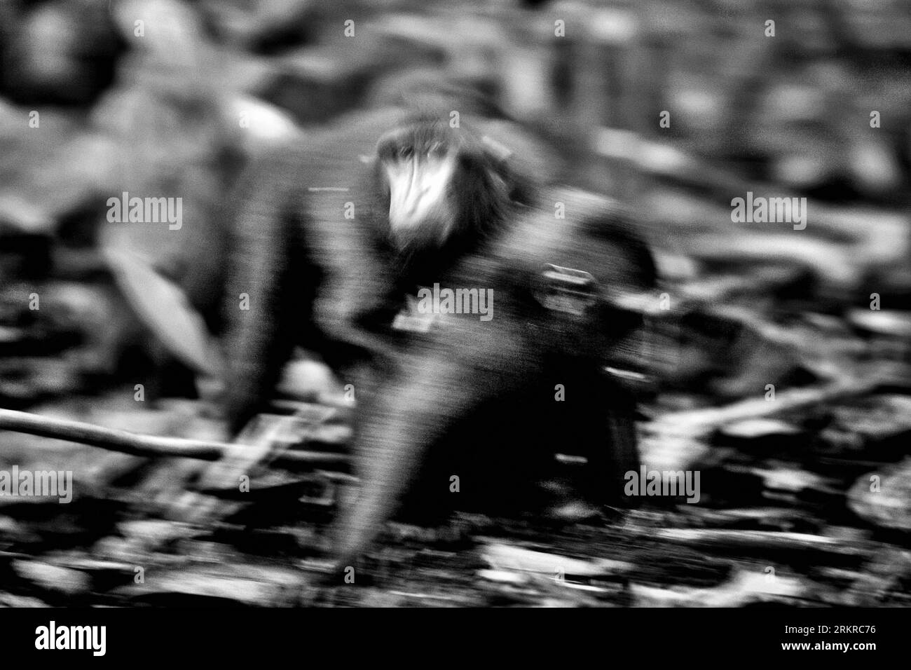 I macachi a cresta nera (Macaca nigra) sono fotografati mentre svolgono attività sociali nella foresta di Tangkoko, Sulawesi settentrionale, Indonesia. Il cambiamento climatico e le malattie sono minacce emergenti per i primati, mentre il macaco crestato appartiene al 10% delle specie di primati che sono altamente vulnerabili alla siccità, secondo gli scienziati dei primati. Un recente rapporto ha rivelato che la temperatura sta effettivamente aumentando nella foresta di Tangkoko e che l'abbondanza complessiva di frutta è diminuita. Macaca nigra è considerata una specie chiave nel loro habitat, un'importante "specie ombrello" per la conservazione della biodiversità. Foto Stock