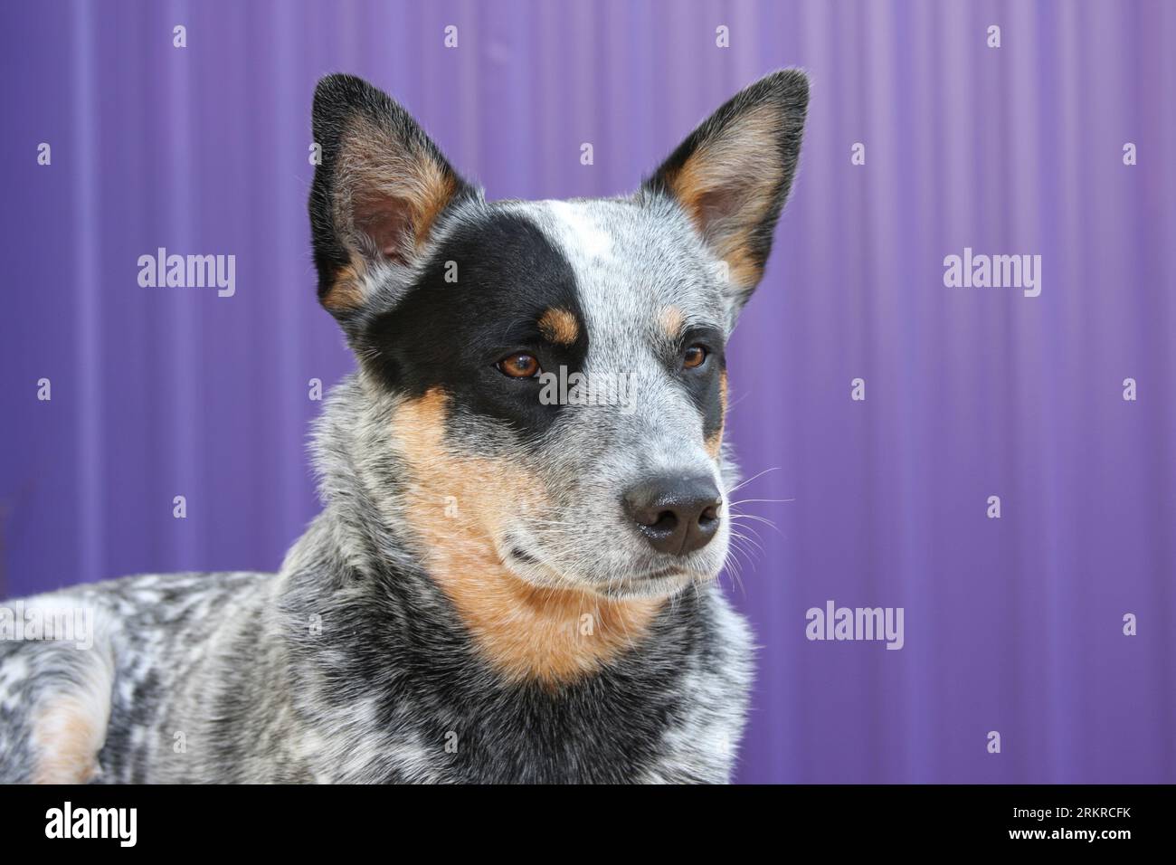 cane australiano da vicino colpito alla testa contro il fianco viola dell'edificio Foto Stock
