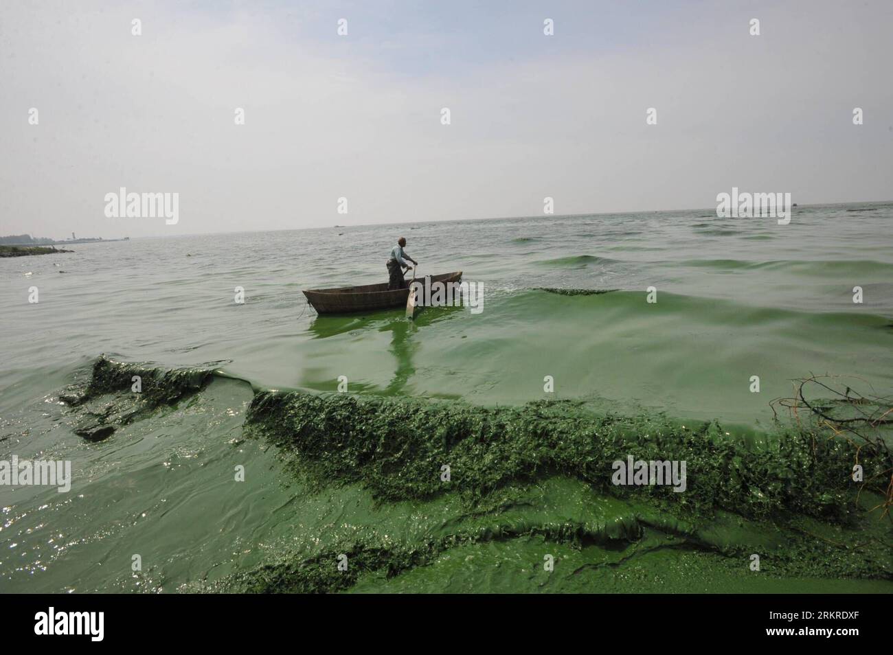 Bildnummer: 58207688 Datum: 08.07.2012 Copyright: imago/Xinhua (120708) -- HEFEI, 8 luglio 2012 (Xinhua) -- Un pescatore pagaia nelle acque del lago Chaohu, provincia di Anhui della Cina orientale, 8 luglio 2012. Alghe blu-verdi raccolte recentemente nel lago Chaohu a causa dell'aumento della temperatura. (Xinhua/Yang Xiaoyuan)(mcg) CHINA-ANHUI-CHAOHU LAKE-BLUE-GREEN ALGAE (CN) PUBLICATIONxNOTxINxCHN Gesellschaft Natur Algen Algenplage Algenbefall Fischer xrj x0x 2012 quer 58207688 Data 08 07 2012 Copyright Imago XINHUA Hefei 8 luglio 2012 XINHUA a Fisherman Paddles in the Water of the Chaohu Lake East China S Foto Stock