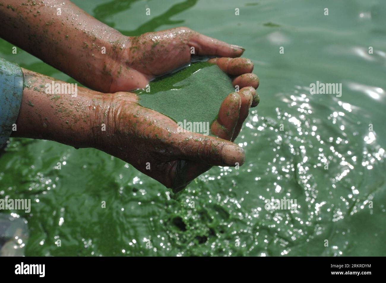 Bildnummer: 58207687 Datum: 08.07.2012 Copyright: imago/Xinhua (120708) -- HEFEI, 8 luglio 2012 (Xinhua) -- Un pescatore controlla le acque del lago Chaohu, provincia di Anhui della Cina orientale, 8 luglio 2012. Alghe blu-verdi raccolte recentemente nel lago Chaohu a causa dell'aumento della temperatura. (Xinhua/Yang Xiaoyuan)(mcg) CHINA-ANHUI-CHAOHU LAKE-BLUE-GREEN ALGAE (CN) PUBLICATIONxNOTxINxCHN Gesellschaft Natur Algen Algenplage Algenbefall Fischer xrj x0x 2012 quer 58207687 Data 08 07 2012 Copyright Imago XINHUA Hefei 8 luglio 2012 XINHUA a Fisherman Chaohu Lake East China S Anhui P. Foto Stock