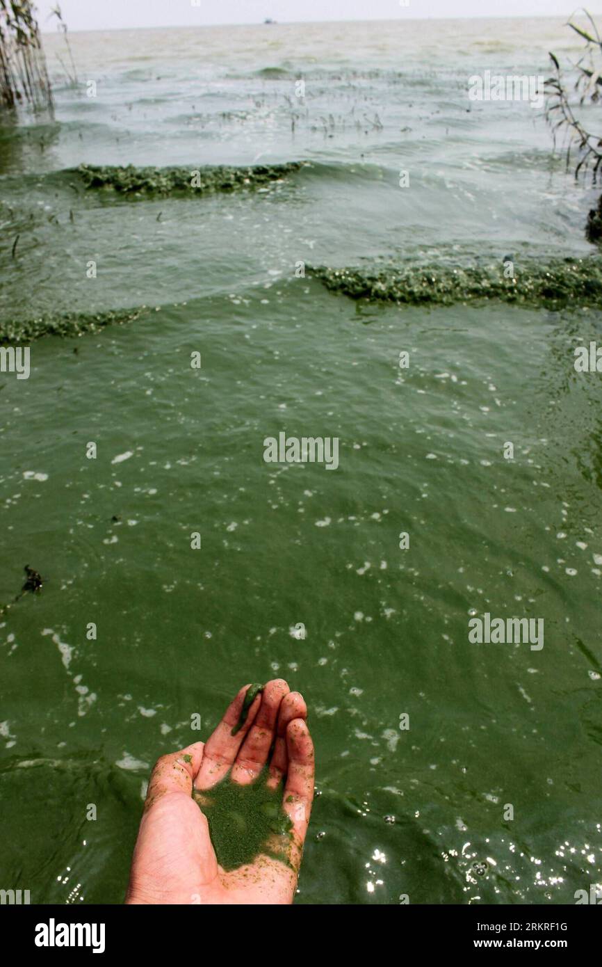 Bildnummer: 58225405 Datum: 11.07.2012 Copyright: imago/Xinhua (120711) -- HEFEI, 11 luglio 2012 (Xinhua) -- foto scattata l'11 luglio 2012 mostra le alghe blu-verdi che diventano blu sul lago di Chaohu nella provincia di Anhui della Cina orientale. A causa del calore e del sole, parte dell'alga blu-verde è decaduta ed è morta, cambiando colore ed emettendo un odore sgradevole. (Xinhua/Zhang Duan) (zc) CHINA-HEFEI-BULE-GREEN ALGAE (CN) PUBLICATIONxNOTxINxCHN Gesellschaft CHN Alge Algenplage premiumd xcb x0x 2012 cannello 58225405 Data 11 07 2012 Copyright Imago XINHUA Hefei luglio 11 2012 XINHUA foto scattata IL luglio Foto Stock
